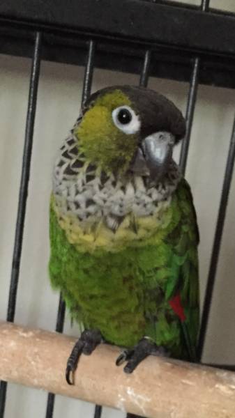 Found Conure Parrot / Bird Barrie, Ontario, ON, Canada - F25240