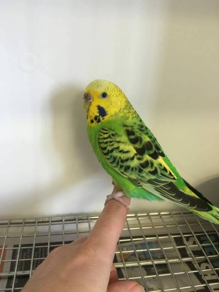 Found Budgerigar Parrot / Bird Aspley, Queensland, QLD, Australia - F25336