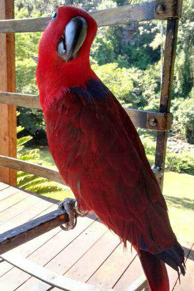 Lost Eclectus Parrot / Bird Queensburgh, Durban Metro, KwaZulu-Natal