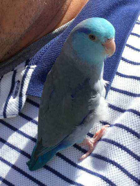 Lost Parrotlet Parrot / Bird Gravesend, Brooklyn, New York, NY, United ...