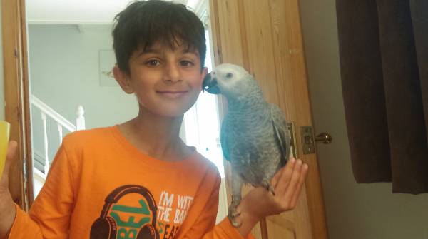 Lost African Grey Parrot / Bird Watford, Hertfordshire, England, United ...