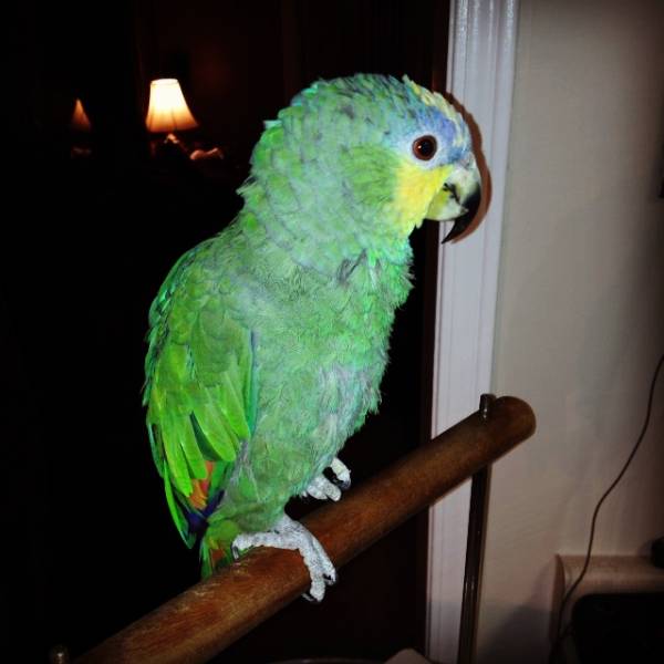 Lost Amazon Parrot / Bird Whitby, Ontario, ON, Canada - L25927