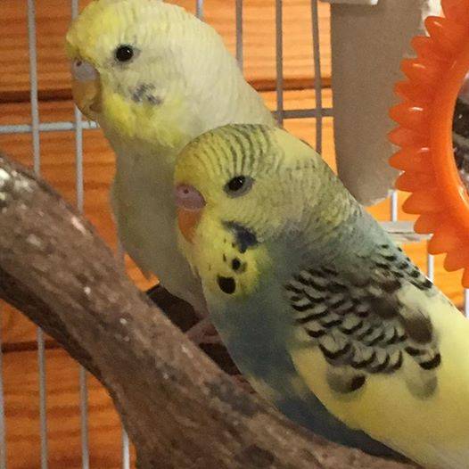 Lost Budgerigar Parrot / Bird Bulwell, Nottingham, Nottinghamshire ...