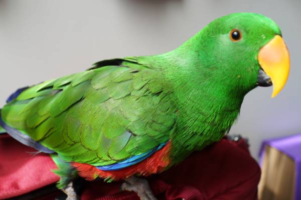 Lost Eclectus Parrot / Bird Bardwell Valley, New South Wales, NSW ...