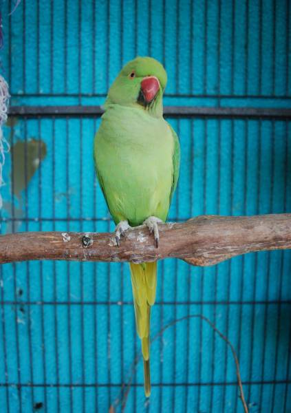 Lost Indian Ringneck Parakeet Parrot / Bird Kangaroo Ground, Victoria ...