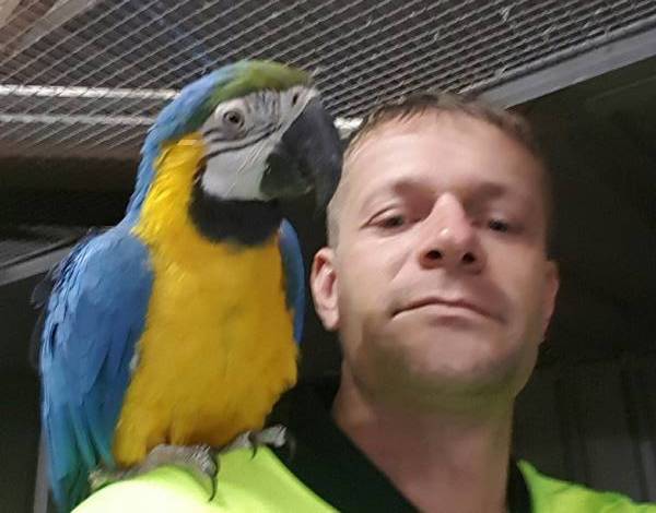 Lost Macaw Parrot / Bird North Rocks, New South Wales, NSW, Australia ...