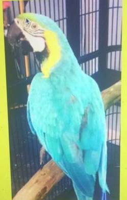 Lost Macaw Parrot / Bird Casula, New South Wales, NSW, Australia - L27252