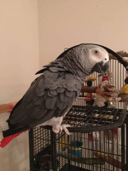 Lost African Grey Parrot / Bird New Fairfield, Connecticut, CT, United ...