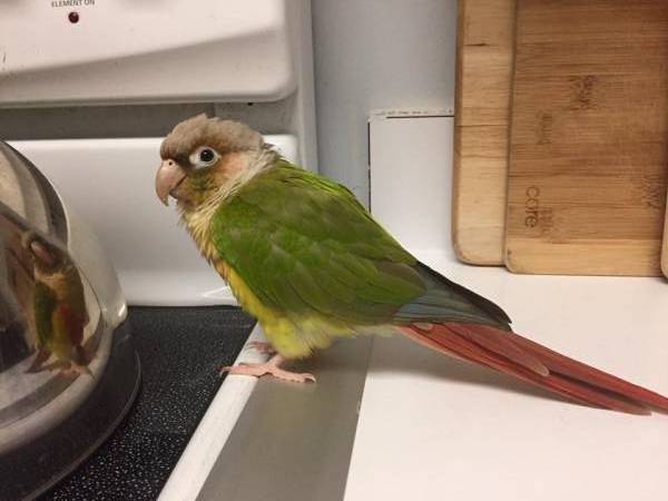 Lost Conure Parrot / Bird Calabazas North, San Jose, California, CA ...