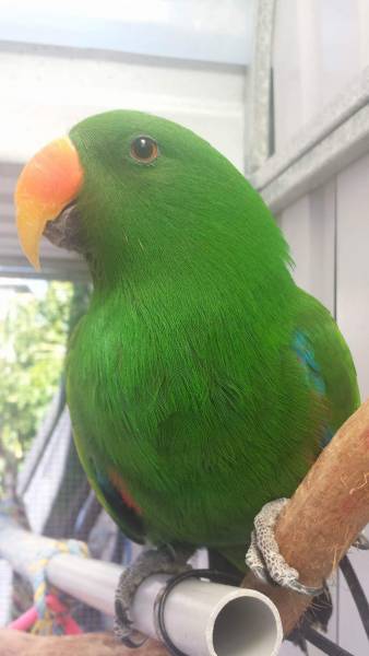 Lost Eclectus Parrot / Bird Hectorville, South Australia, SA, Australia ...