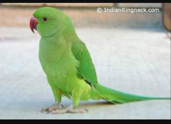 Lost Indian Ringneck Parakeet Parrot / Bird Wolverhampton, West