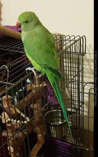 Lost Indian Ringneck Parakeet Parrot / Bird Saint George, Queensland ...