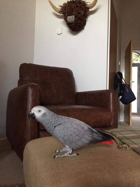 Lost African Grey Parrot Bird Tavistock Devon England United