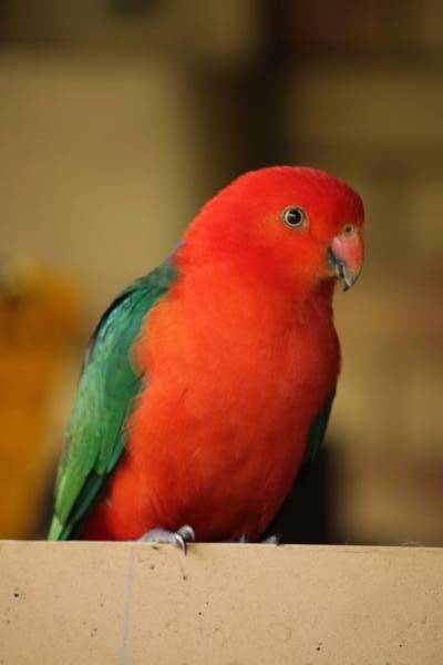 Lost Australian King Parrot / Bird Clontarf, Queensland, QLD, Australia ...