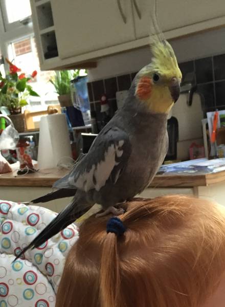 Lost Cockatiel Parrot / Bird Hounslow, Greater London, England, United ...