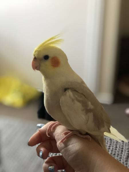 Lost Cockatiel Parrot / Bird Coffs Harbour, New South Wales, NSW ...