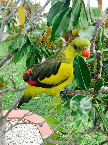 Lost Regent / Rock Pebbler Parrot / Bird Wolli Creek, New South Wales