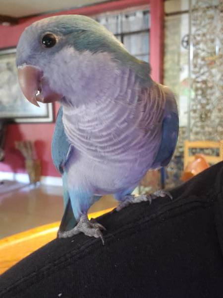 Lost Quaker Parrot / Bird San Antonio, Texas, TX, United States - L65793