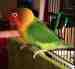 Lovebird