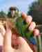 Conure