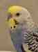 Budgerigar