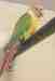 Conure