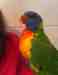 Lory / Lorikeet