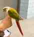 Conure