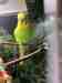 Budgerigar