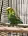 Budgerigar