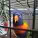 Lory / Lorikeet