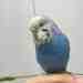 Budgerigar