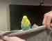 Budgerigar