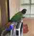 Conure