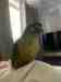 Conure