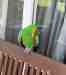 Eclectus