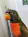 Lory / Lorikeet