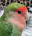 Lovebird