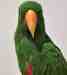 Eclectus