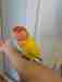 Lovebird