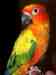 Conure