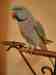 Indian Ringneck Parakeet