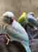 Indian Ringneck Parakeet