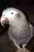 African Grey