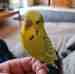 Budgerigar