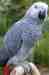 African Grey