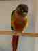 Conure