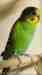 Budgerigar