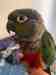 Conure