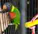 Lory / Lorikeet